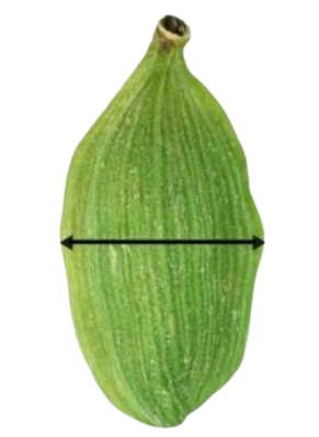 6.5 mm Cardamom